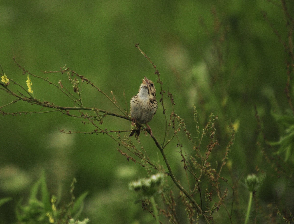 Henslow's Sparrow - ML619991198