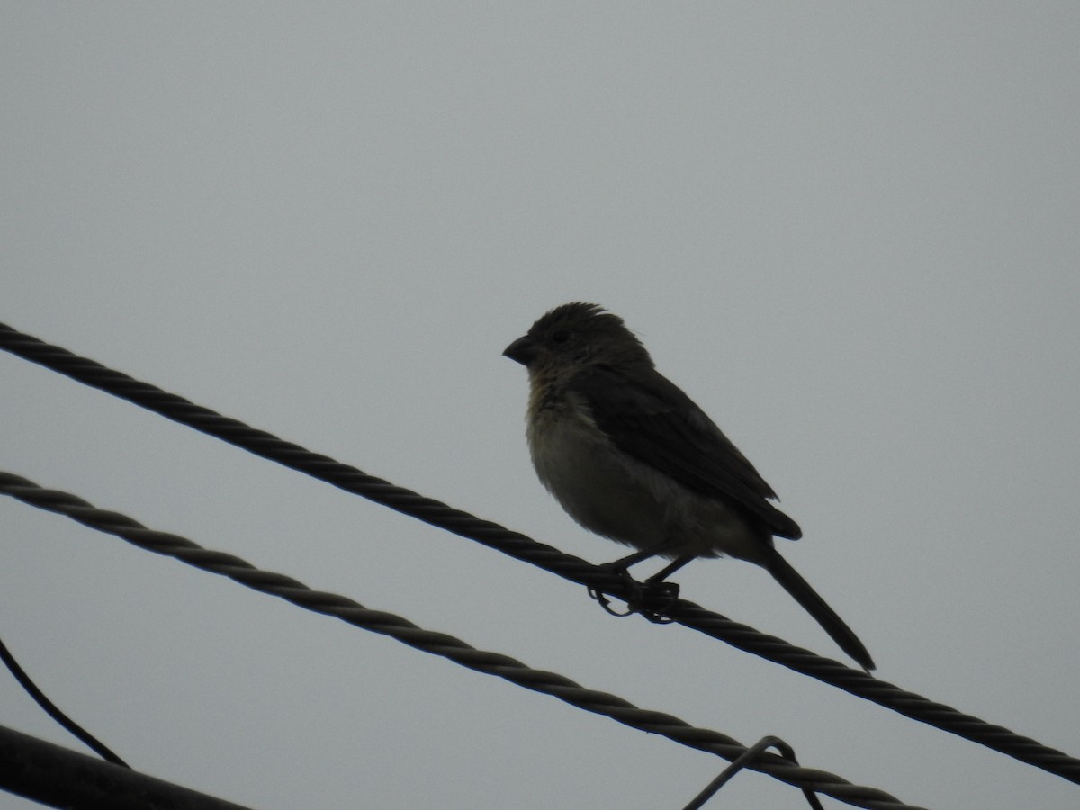 Double-collared Seedeater - ML619991207