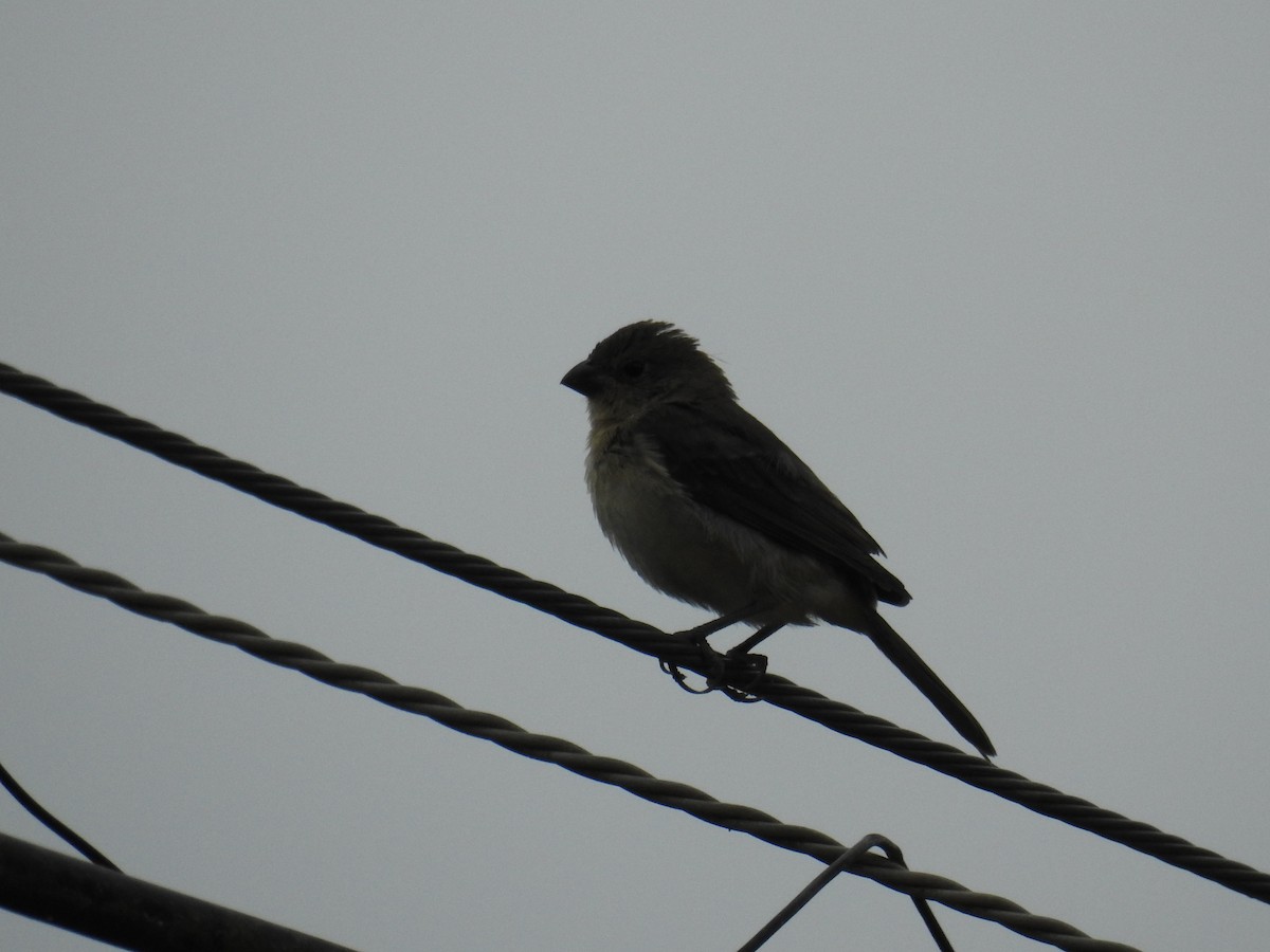 Double-collared Seedeater - ML619991208