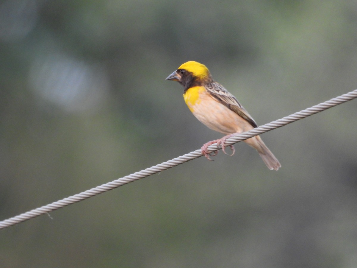 Baya Weaver - ML619991216