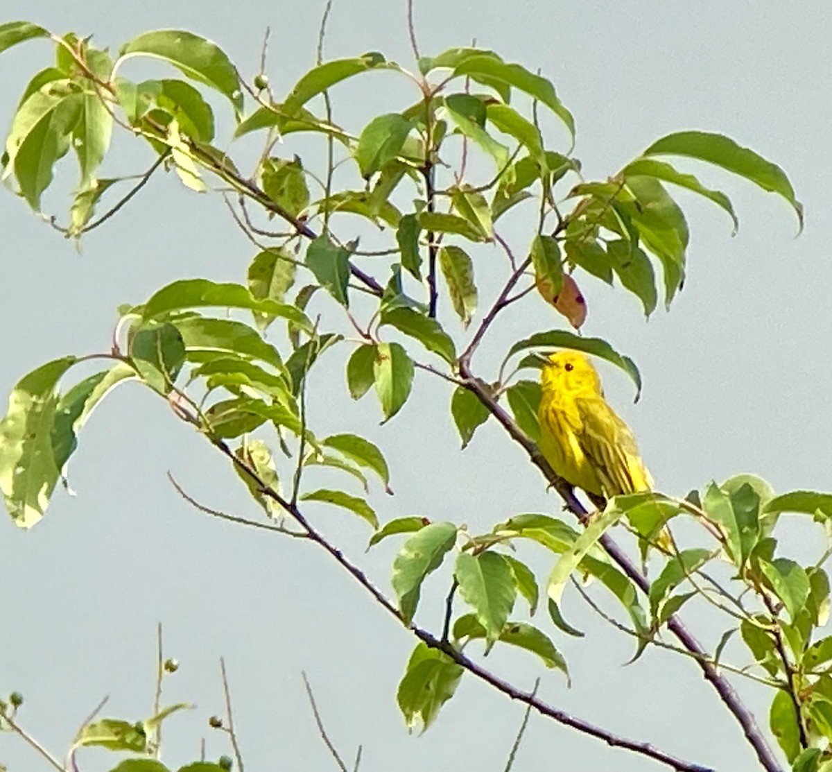 Yellow Warbler (Northern) - ML619991236
