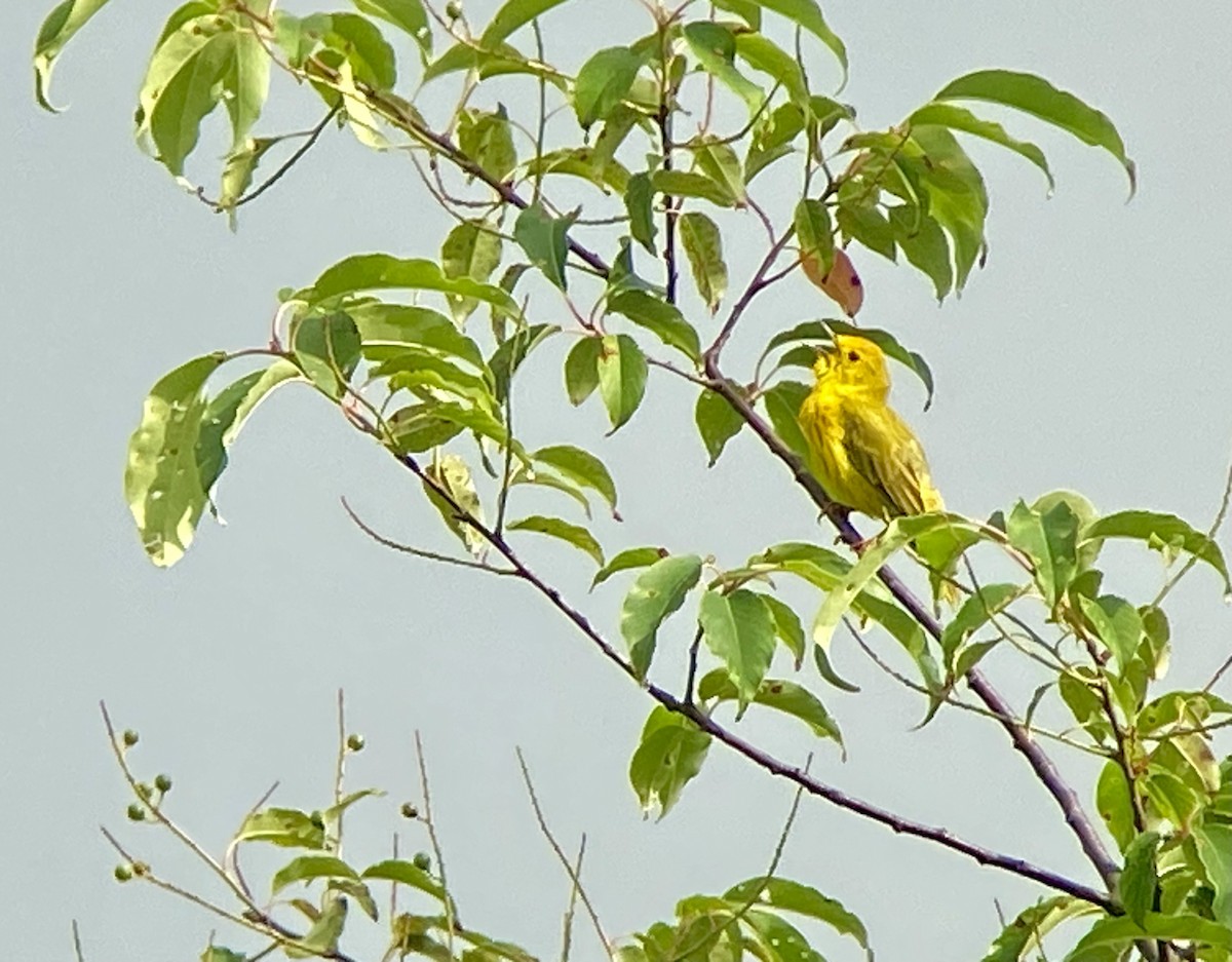 Yellow Warbler (Northern) - ML619991237