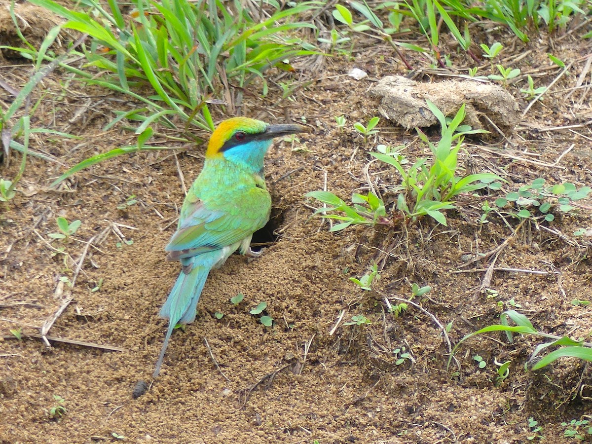 Asian Green Bee-eater - ML619991239