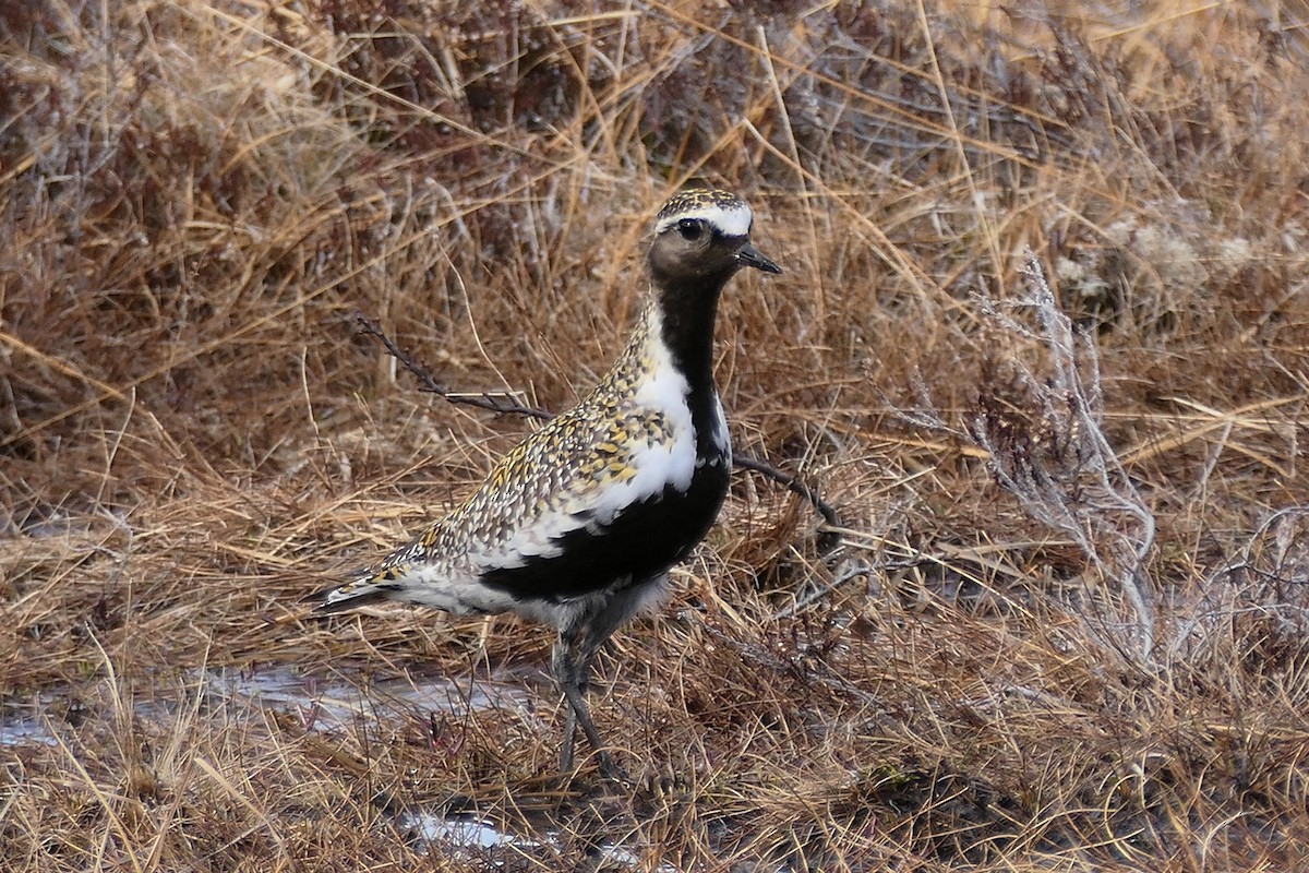 European Golden-Plover - ML619991240