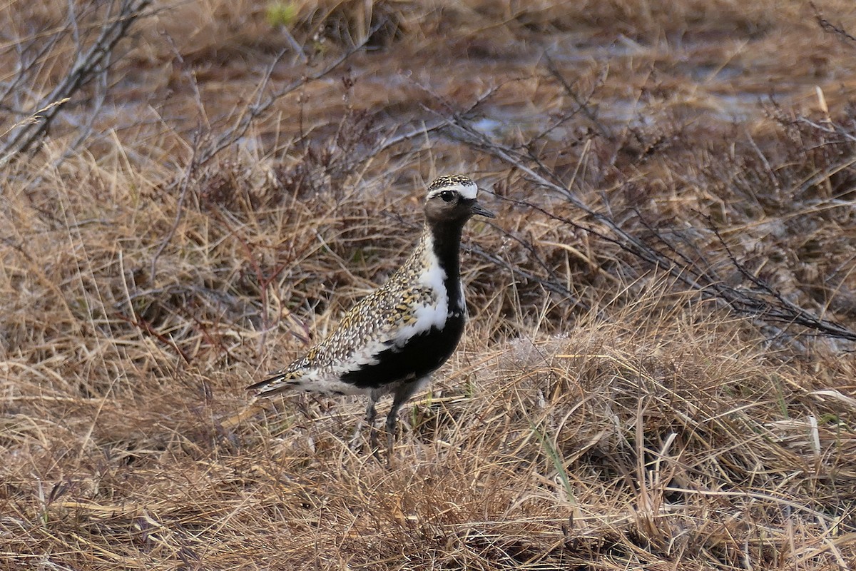 European Golden-Plover - ML619991241