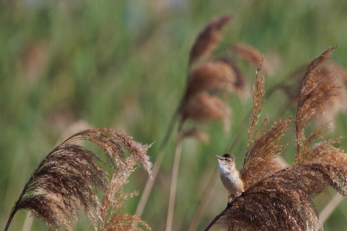 Paddyfield Warbler - ML619991243