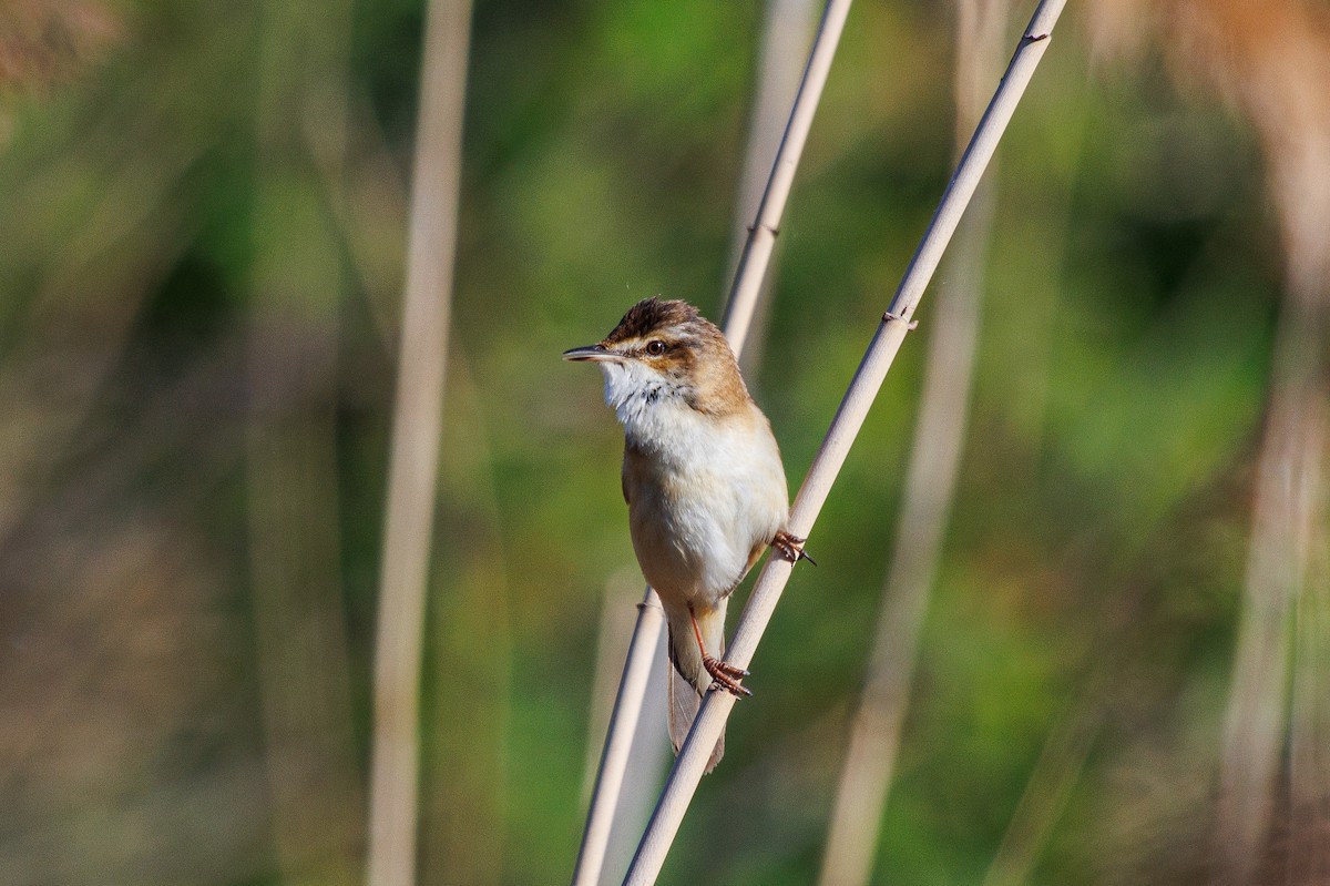 Paddyfield Warbler - ML619991245