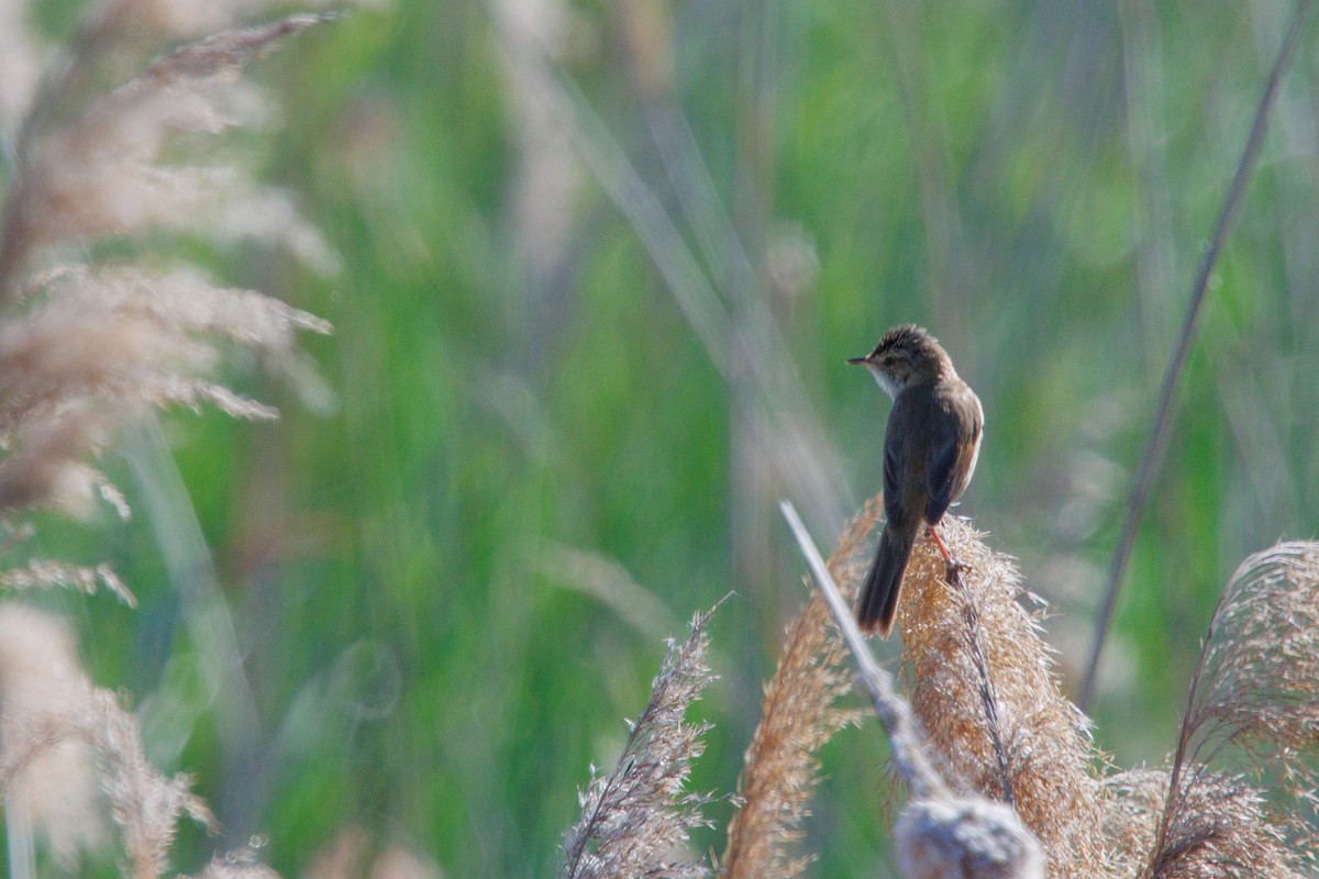 Paddyfield Warbler - ML619991246