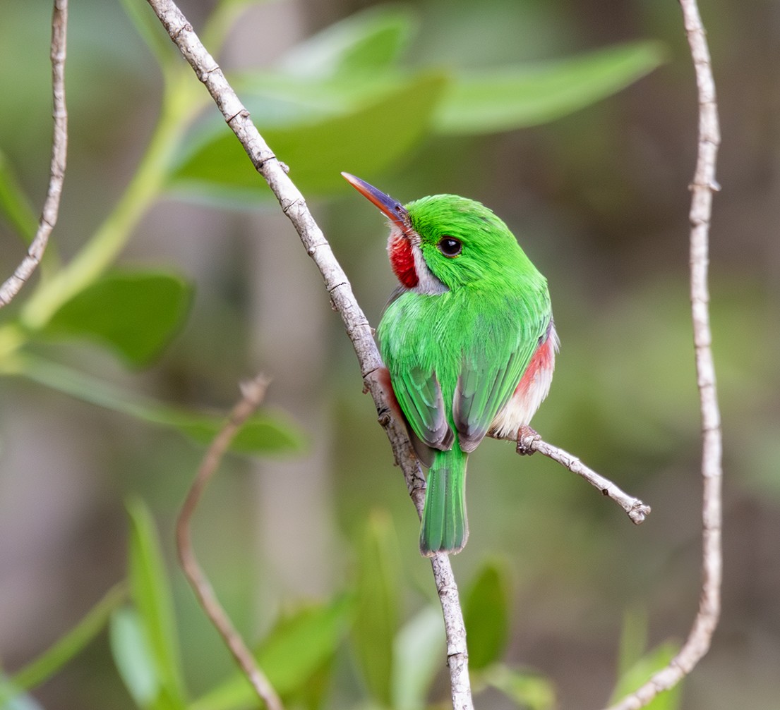 Broad-billed Tody - ML619991249