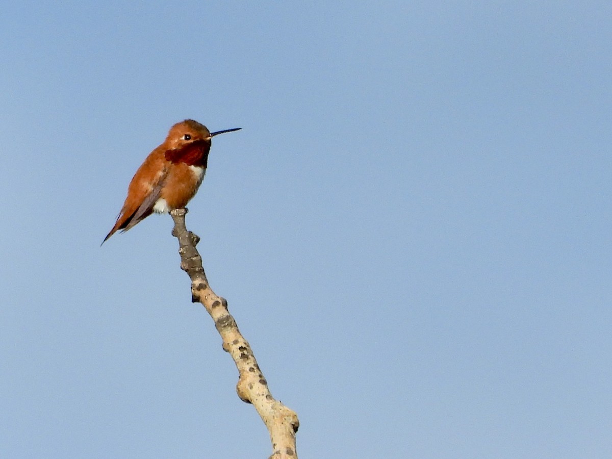 Rufous Hummingbird - ML619991250