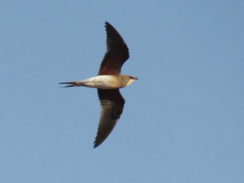 Collared Pratincole - ML619991251