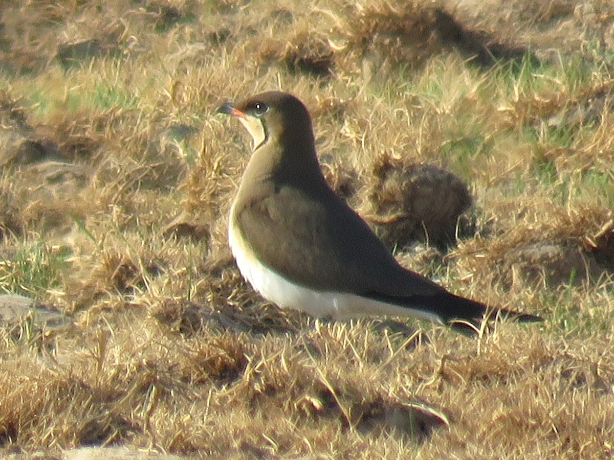 Collared Pratincole - ML619991252