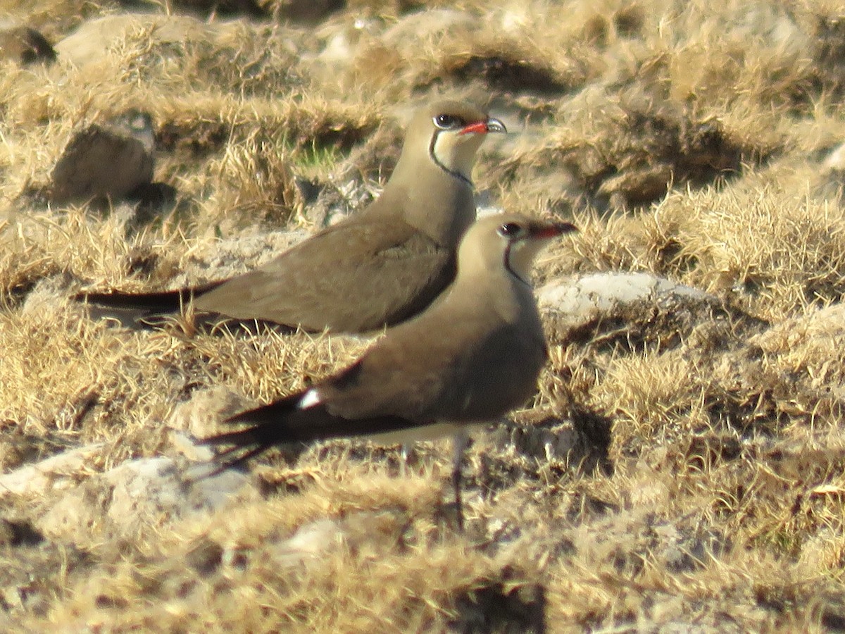 Collared Pratincole - Stephen Taylor