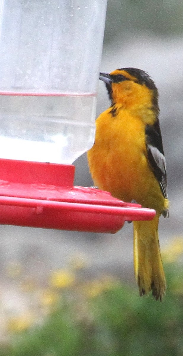 Bullock's Oriole - ML619991255