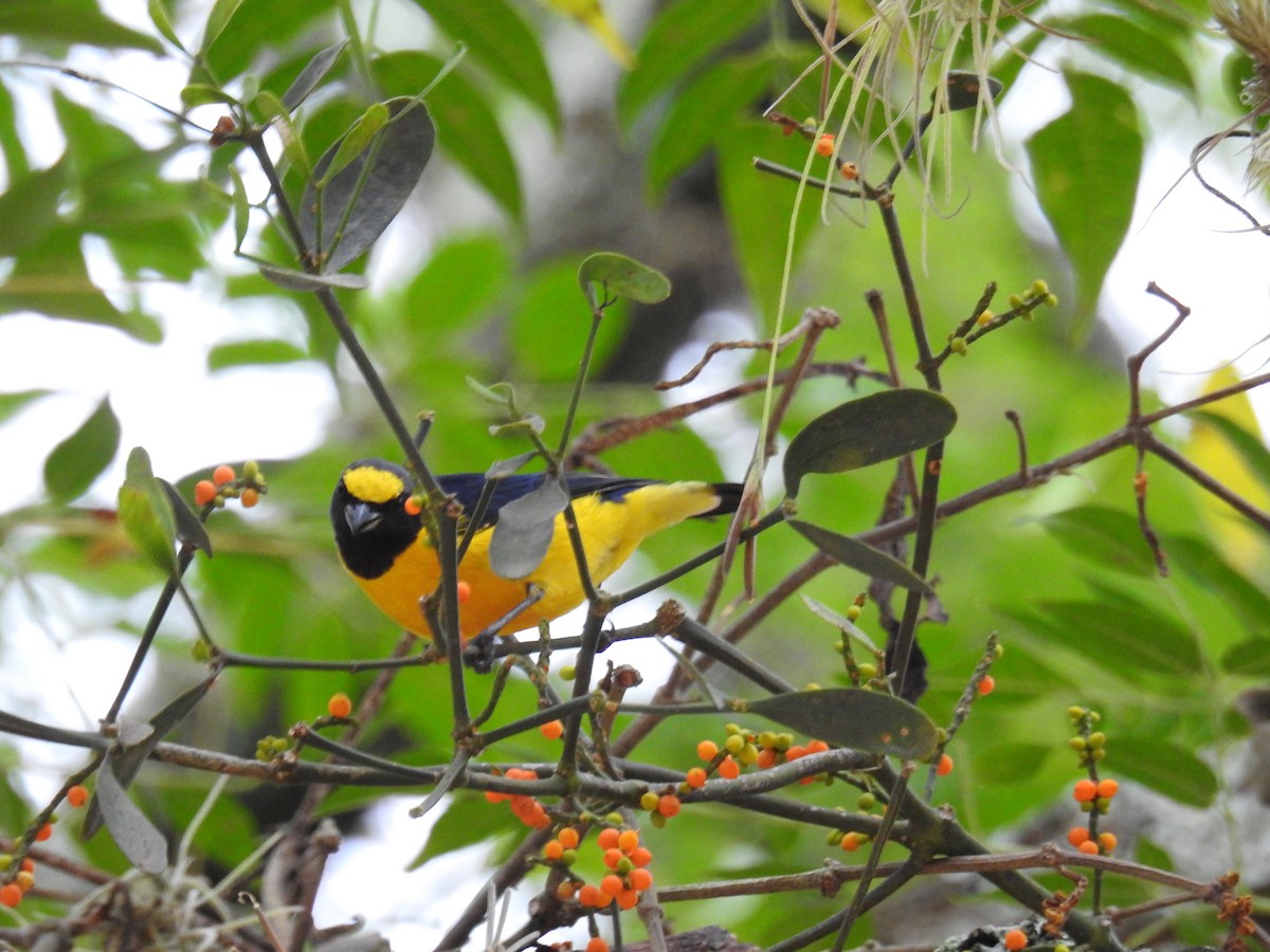 Purple-throated Euphonia - ML619991260