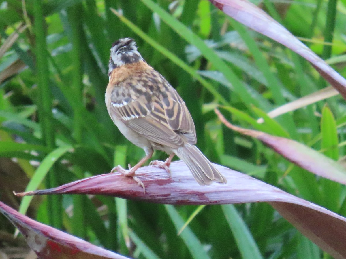 Rufous-collared Sparrow - ML619991261