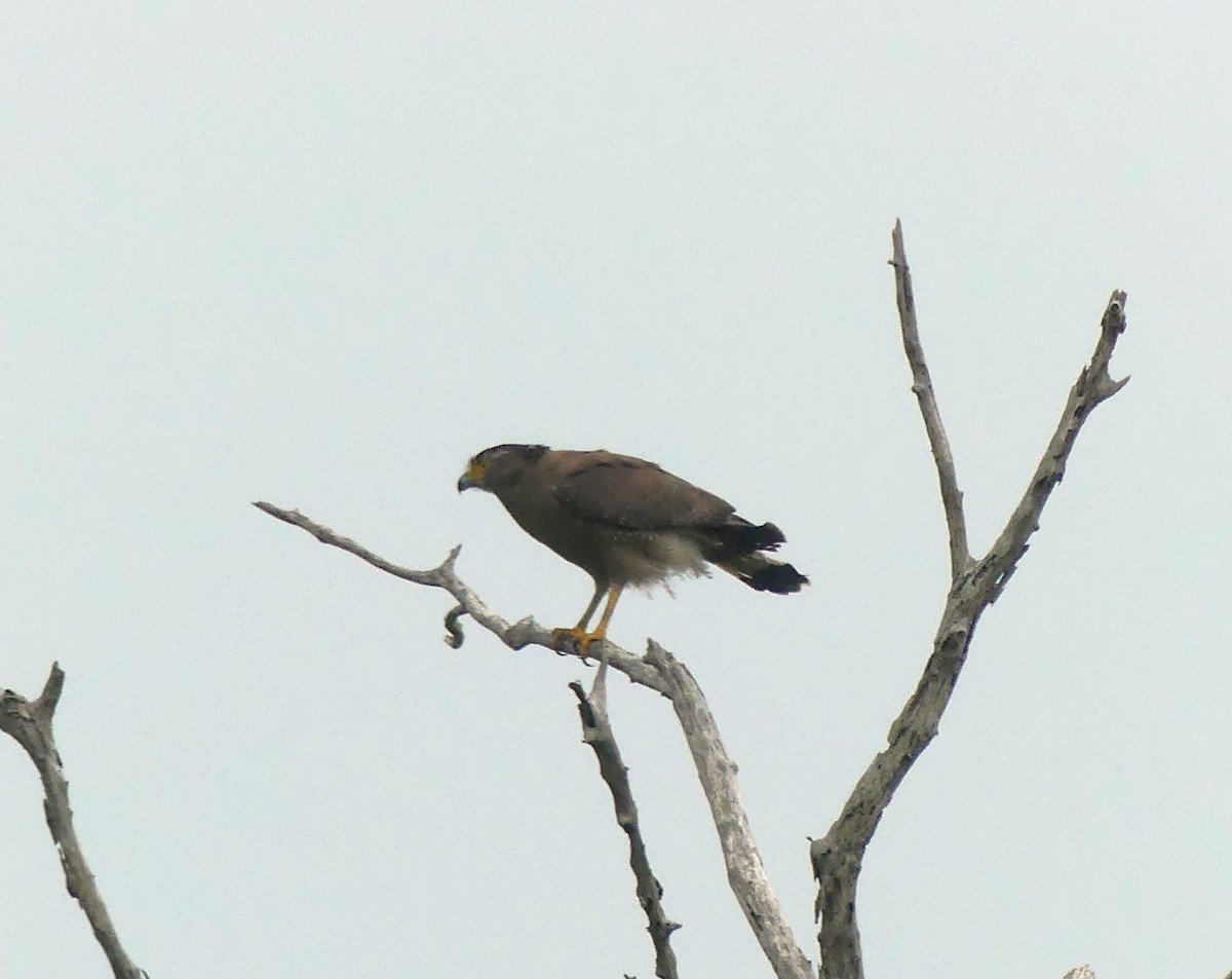 Crested Serpent-Eagle - ML619991268