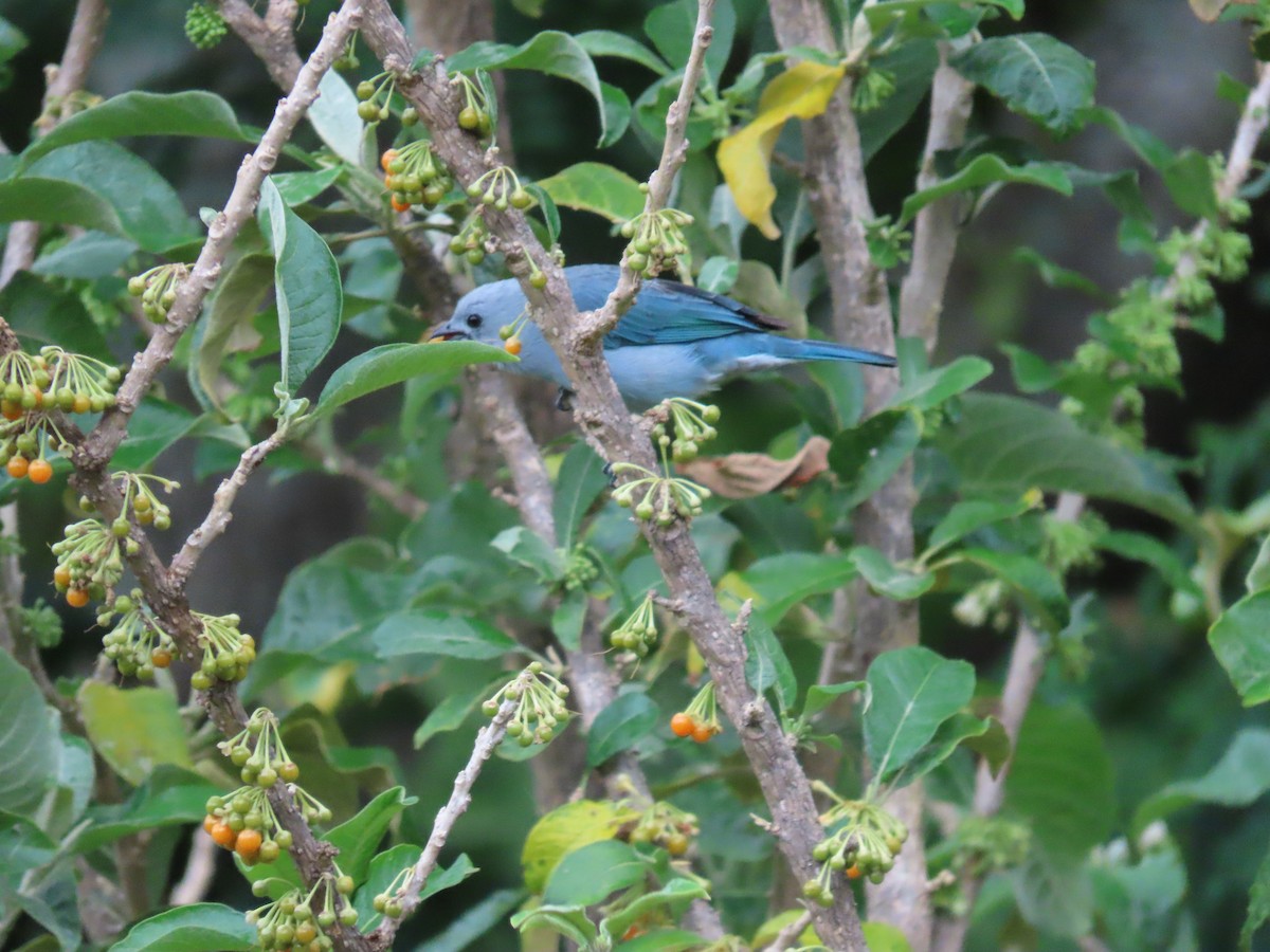 Blue-gray Tanager - ML619991273