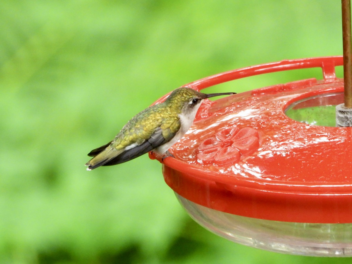 Ruby-throated Hummingbird - ML619991274