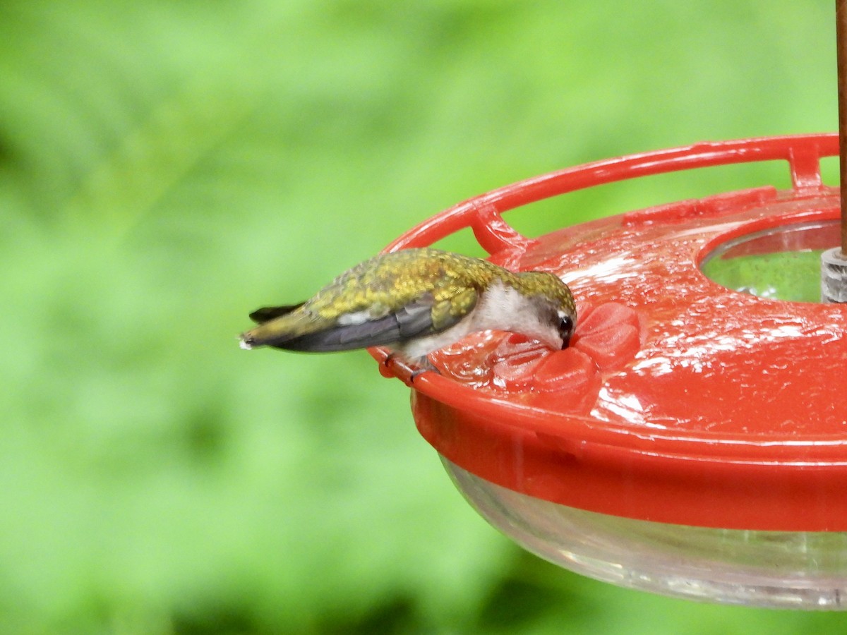 Colibri à gorge rubis - ML619991275