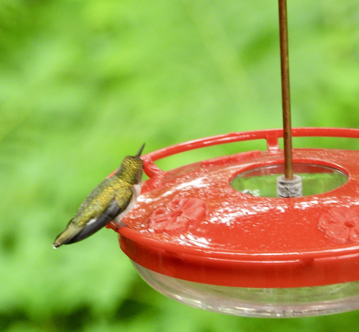 Ruby-throated Hummingbird - ML619991276