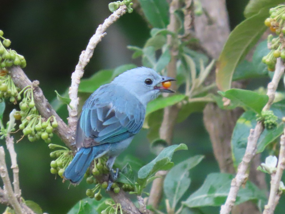 Blue-gray Tanager - ML619991284