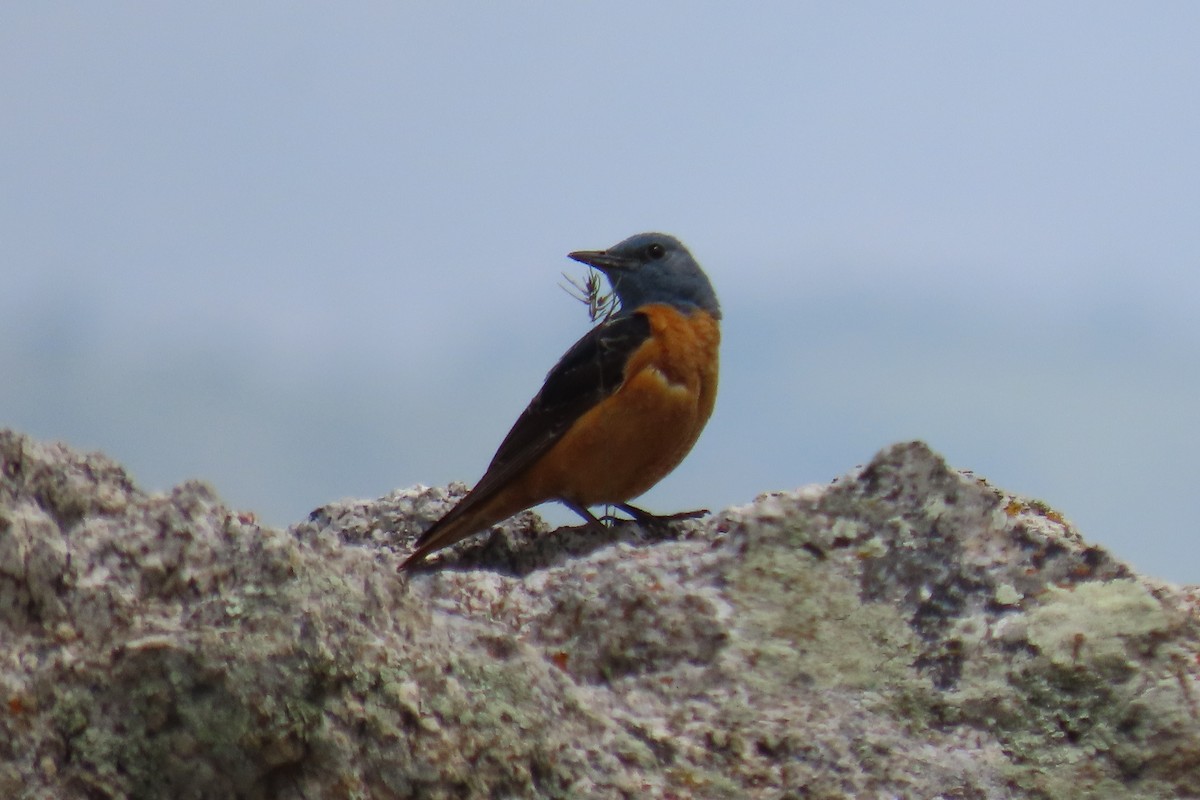 Rufous-tailed Rock-Thrush - ML619991300