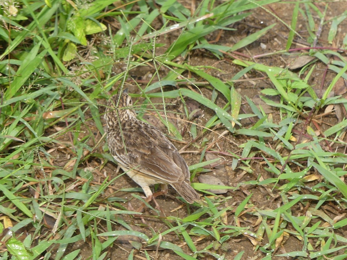 Jerdon's Bushlark - ML619991302