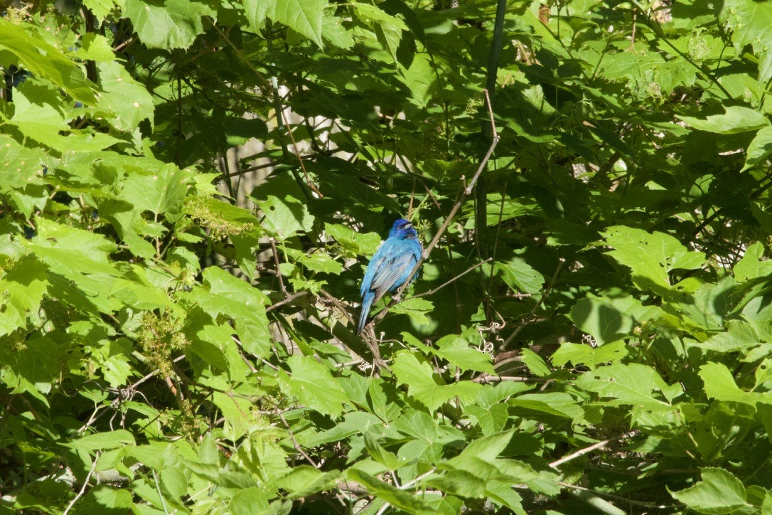 Indigo Bunting - ML619991315