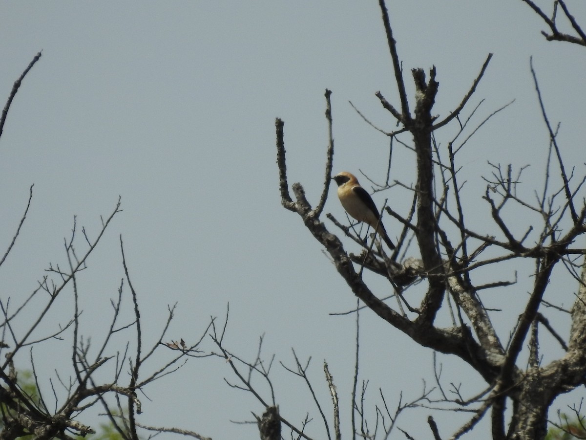 Western Black-eared Wheatear - ML619991330