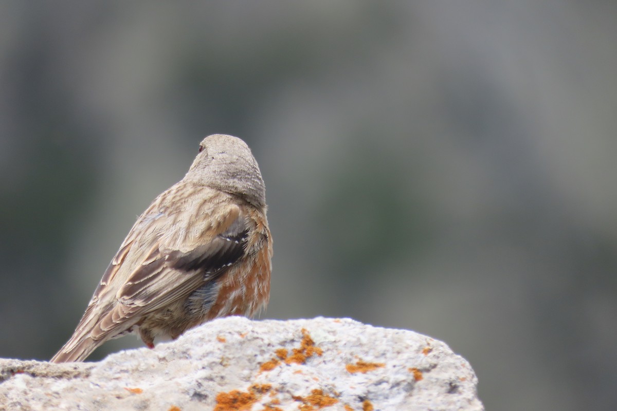 Alpine Accentor - ML619991335