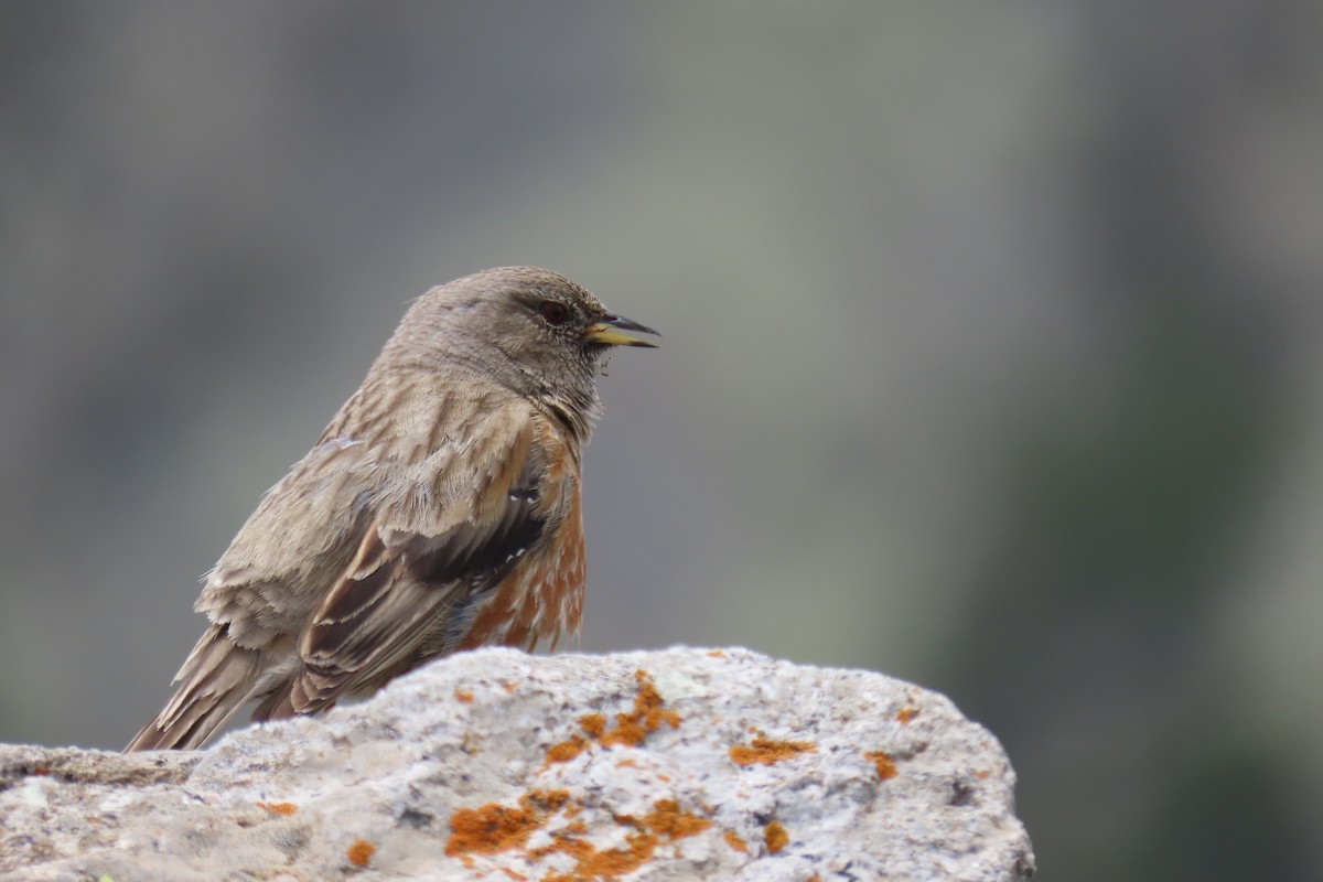 Alpine Accentor - ML619991336