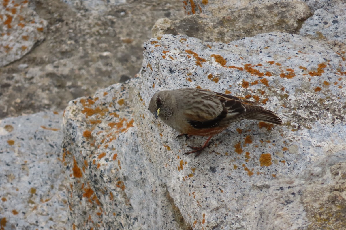 Alpine Accentor - ML619991337