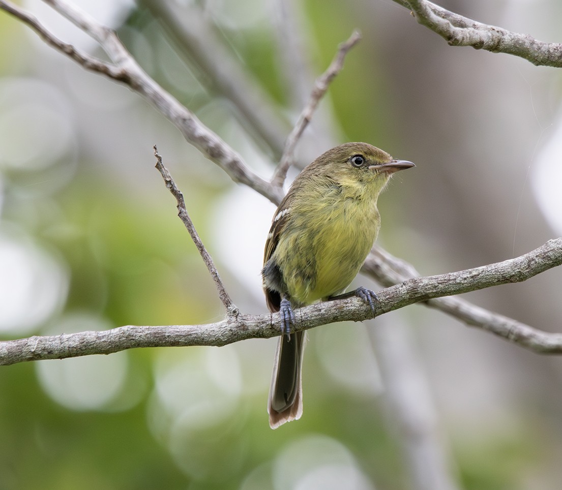 Flat-billed Vireo - ML619991343