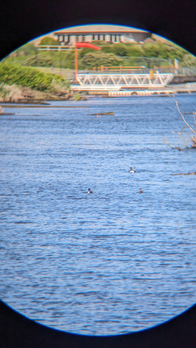 Greater/Lesser Scaup - ML619991348