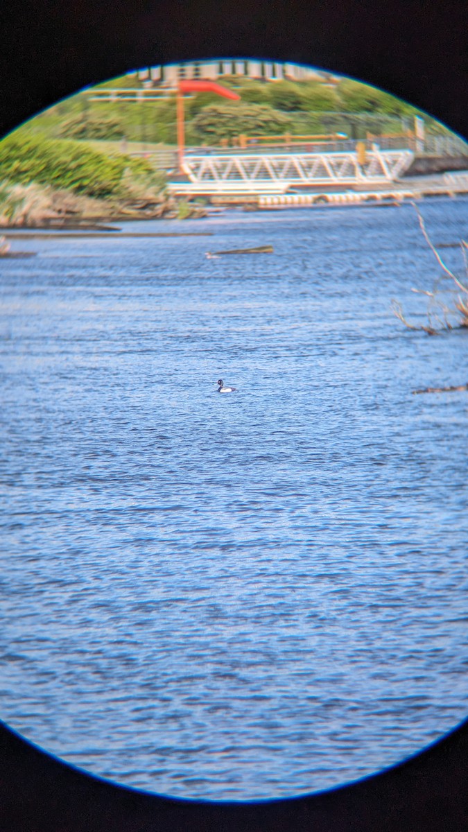 Greater/Lesser Scaup - ML619991350