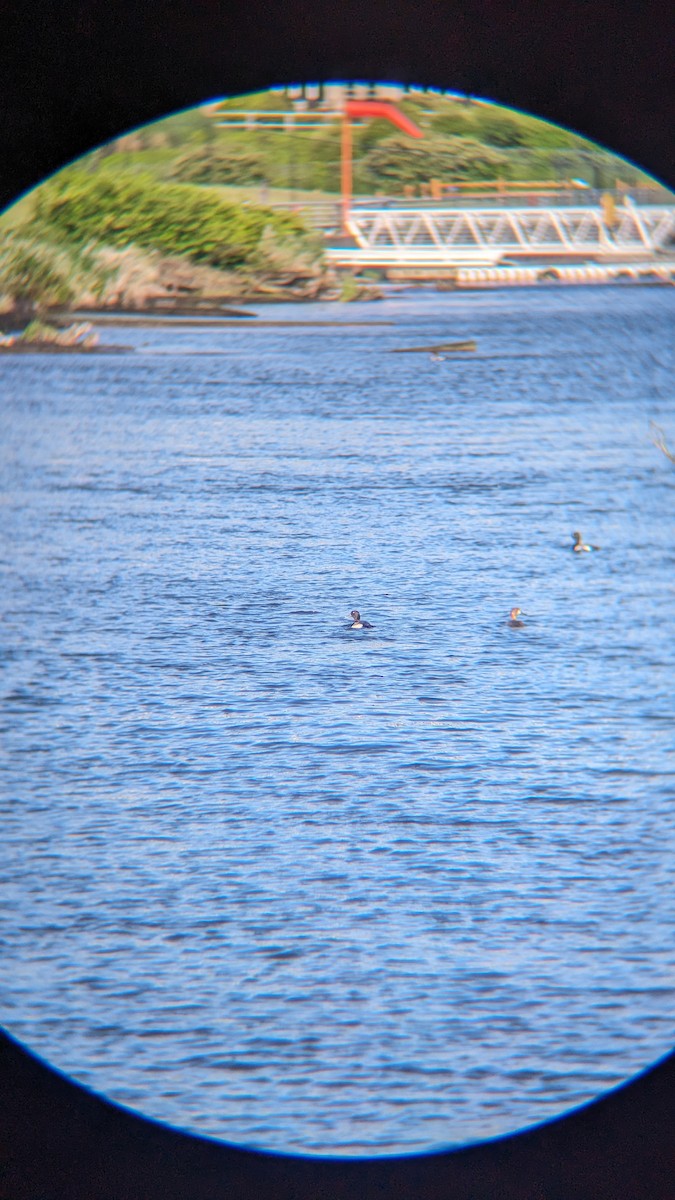 Greater/Lesser Scaup - ML619991351