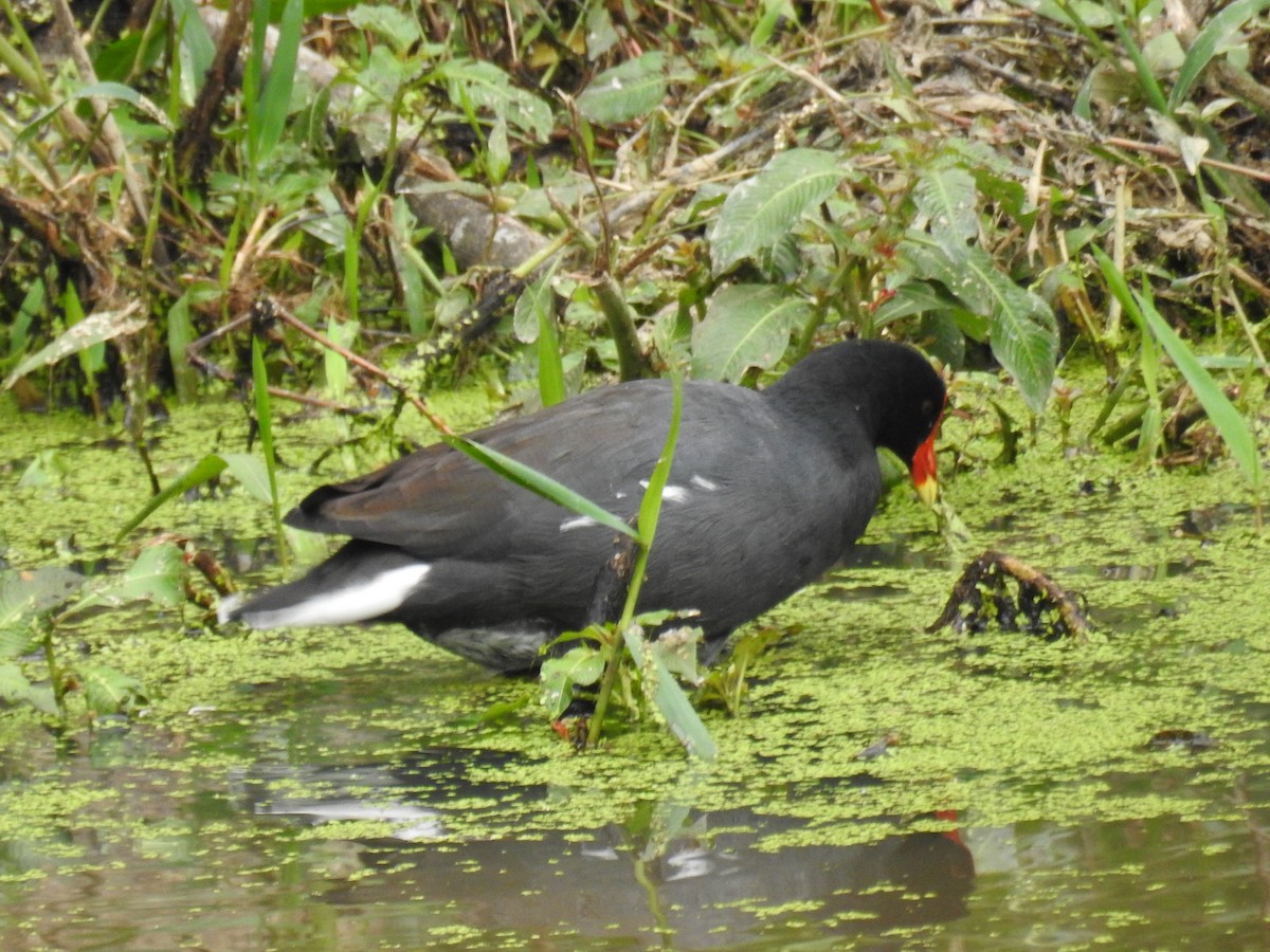 Common Gallinule - ML619991352