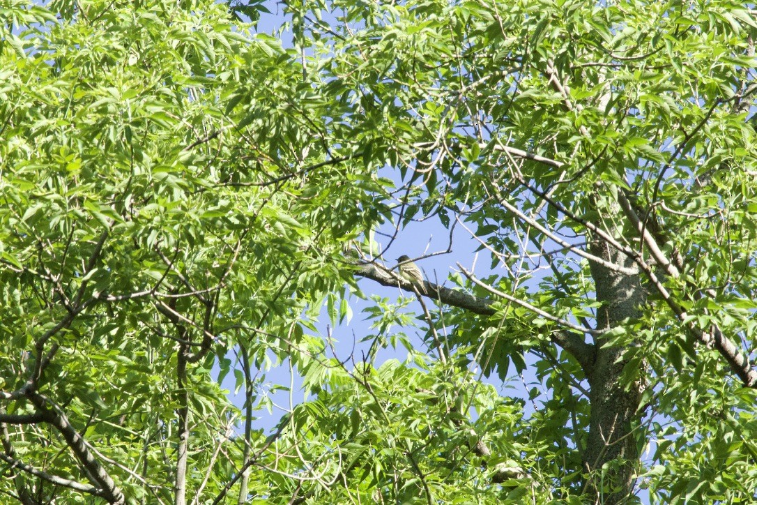 Yellow-bellied Flycatcher - ML619991355