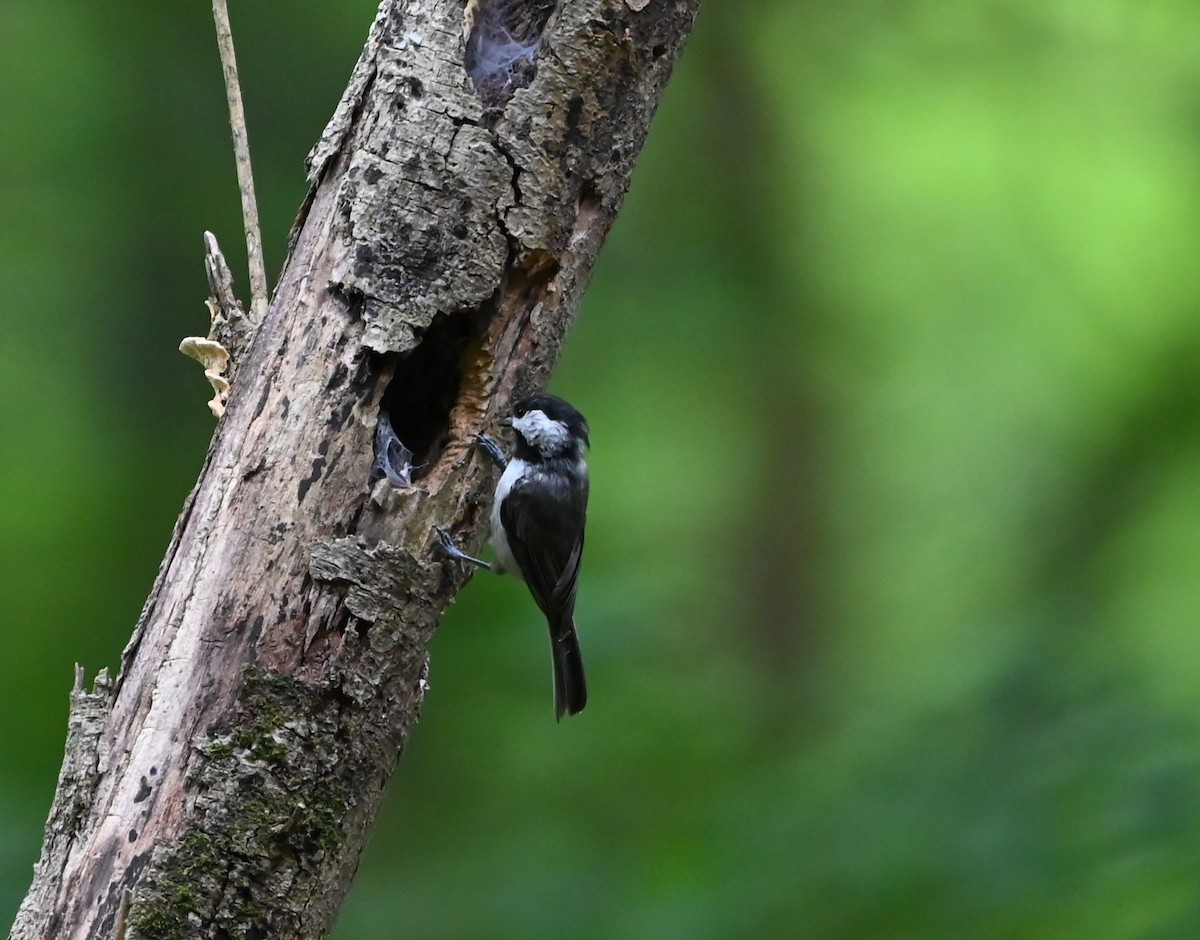 Carolina Chickadee - ML619991356