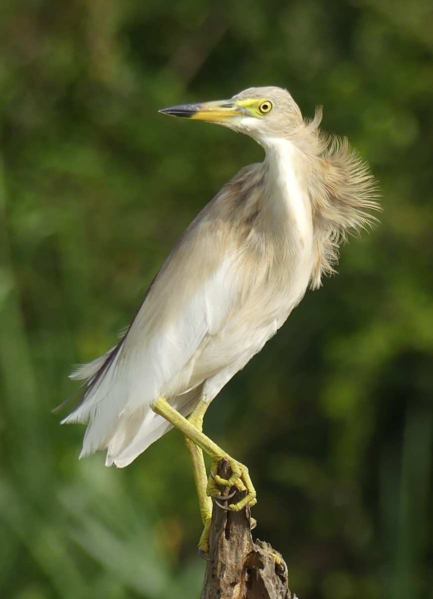 Indian Pond-Heron - ML619991357