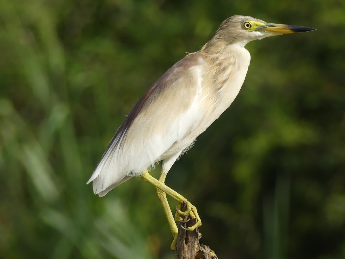 Indian Pond-Heron - ML619991358