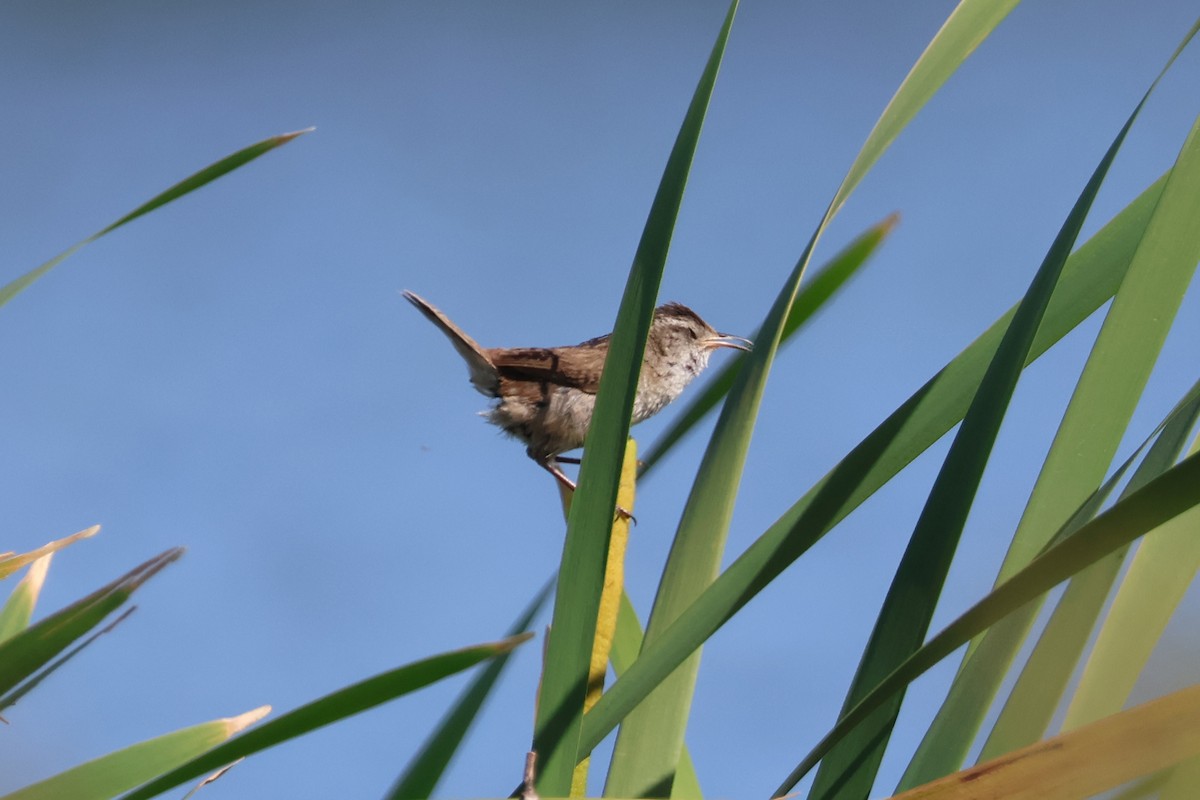 Marsh Wren - ML619991359