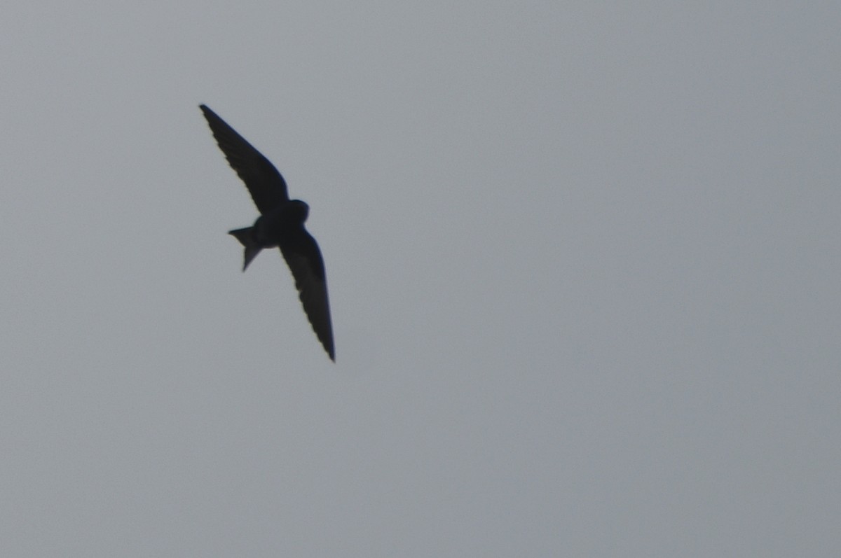 Purple Martin - ML619991361