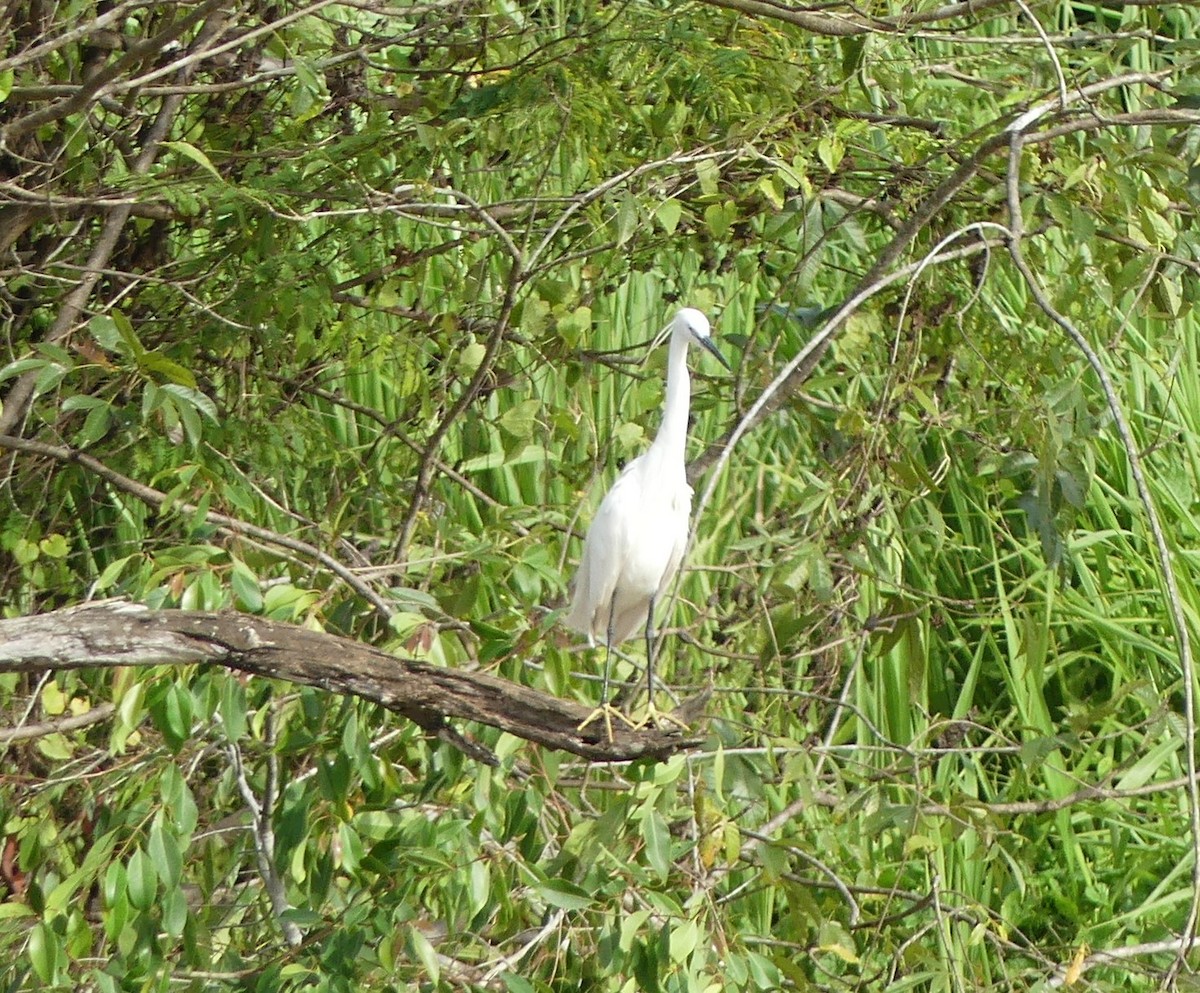 Little Egret - Guillermo Aparicio