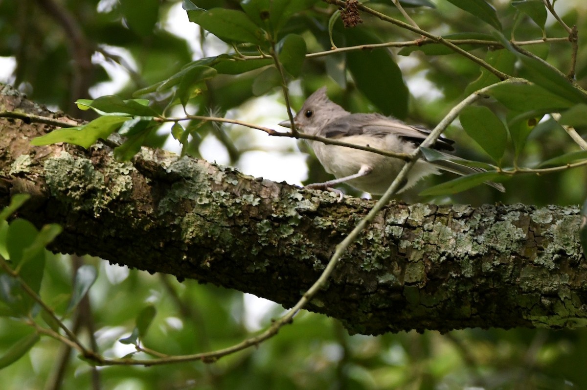 Tufted Titmouse - ML619991371