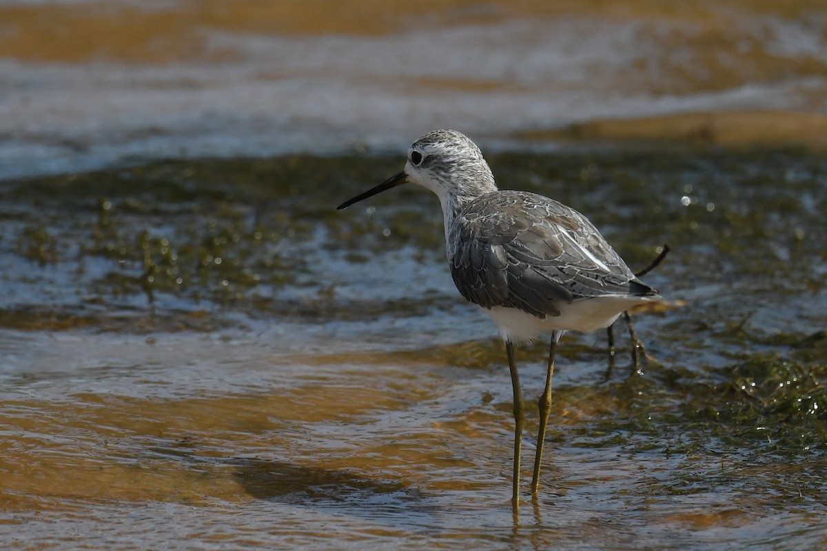 Marsh Sandpiper - Maryse Neukomm