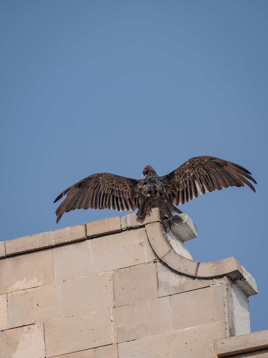 Turkey Vulture - ML619991398