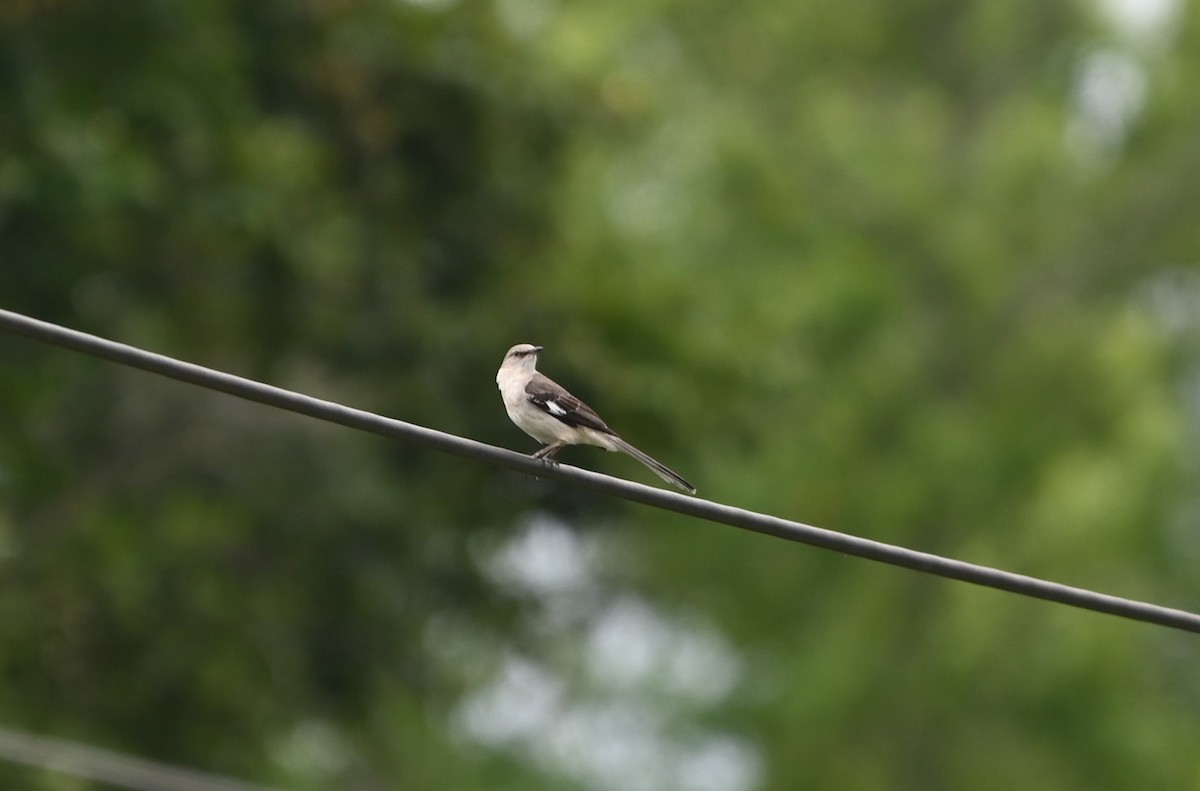 Northern Mockingbird - ML619991414