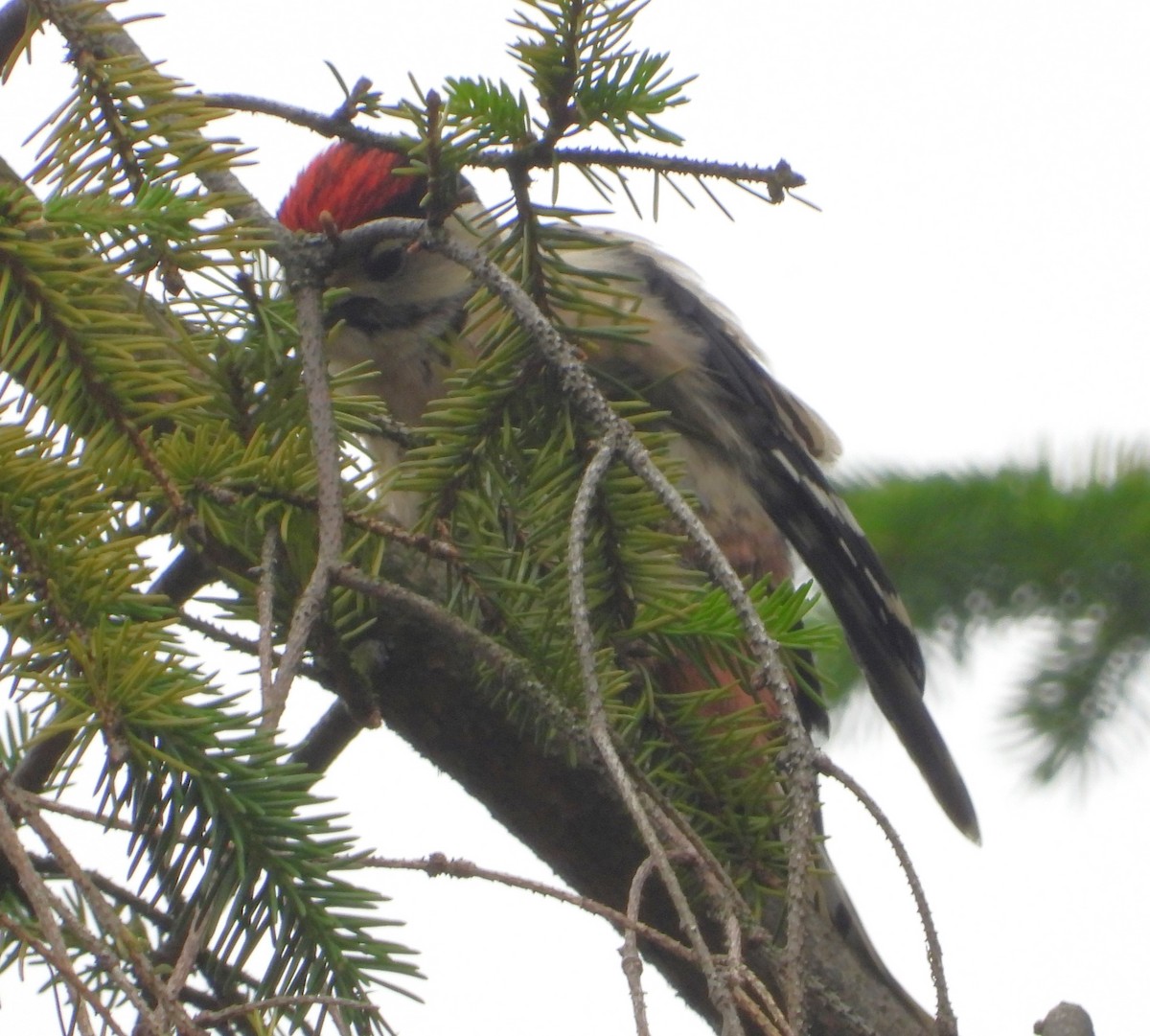 Great Spotted Woodpecker - ML619991418